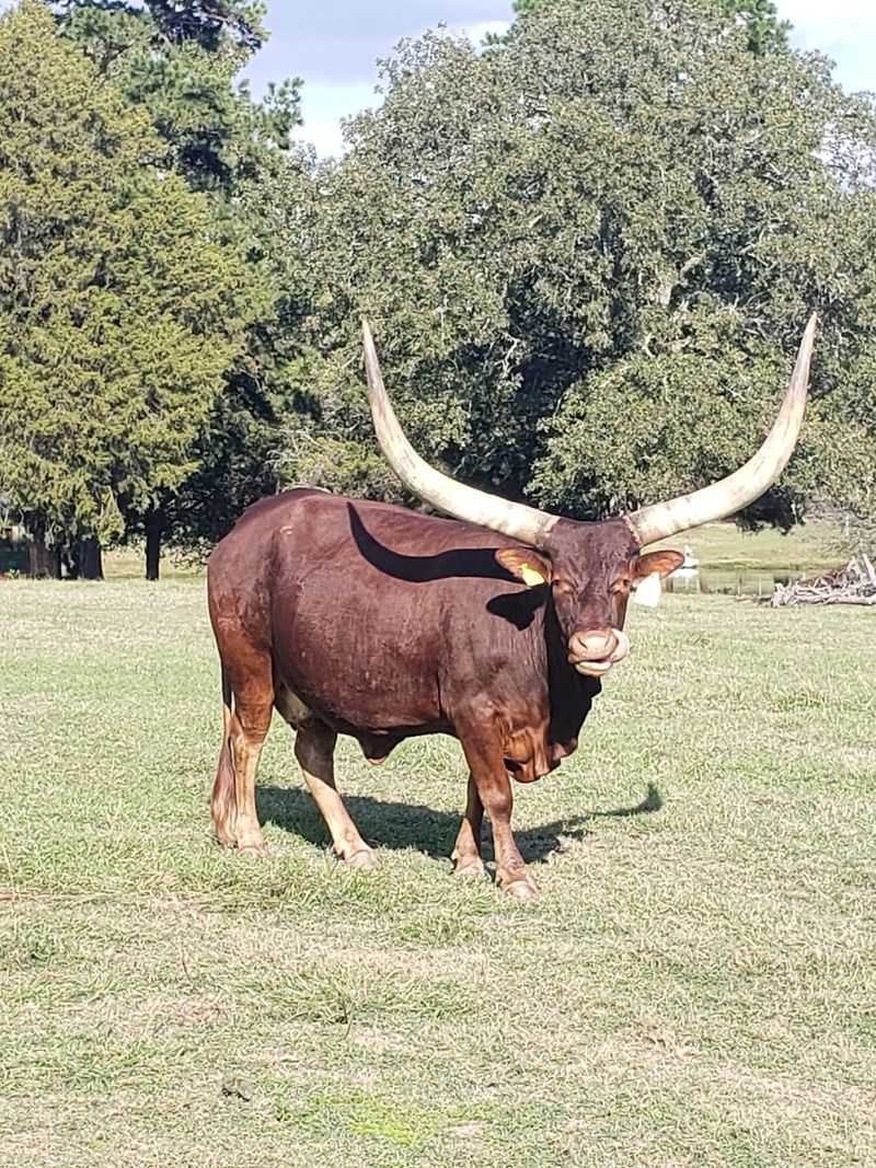 Longhorns, Lemurs, and Other Surprises Longhorns, Lemurs, and Other Surprises