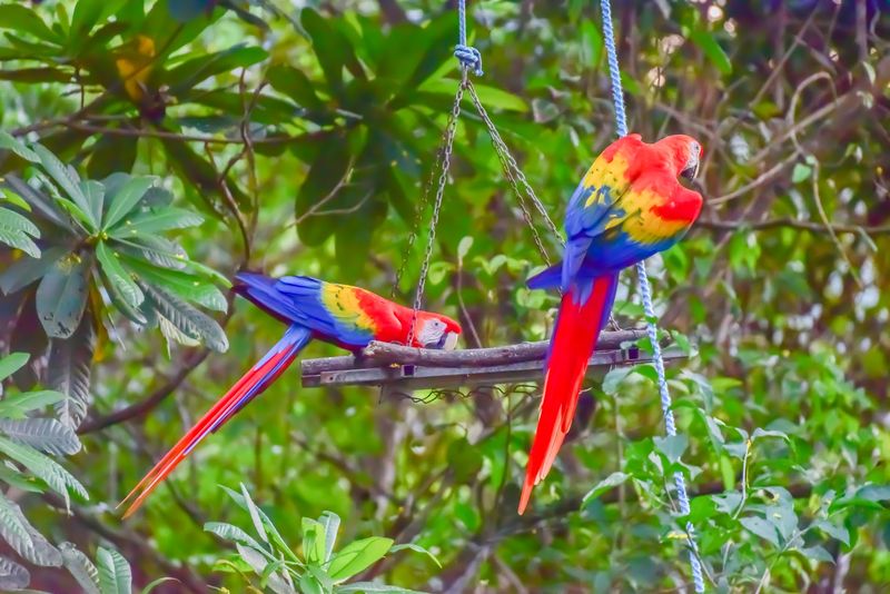 Macaw Recovery Network, Punta Islita, Guanacaste Province, Costa Rica