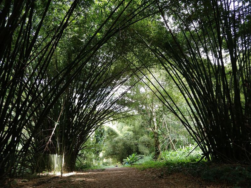Main Ridge Forest Reserve, Tobago Main Ridge Forest Reserve, Tobago