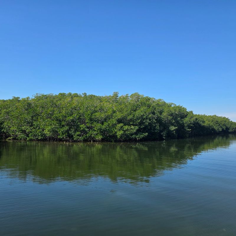 Manatees Drifting Through the Mangroves Manatees Drifting Through the Mangroves