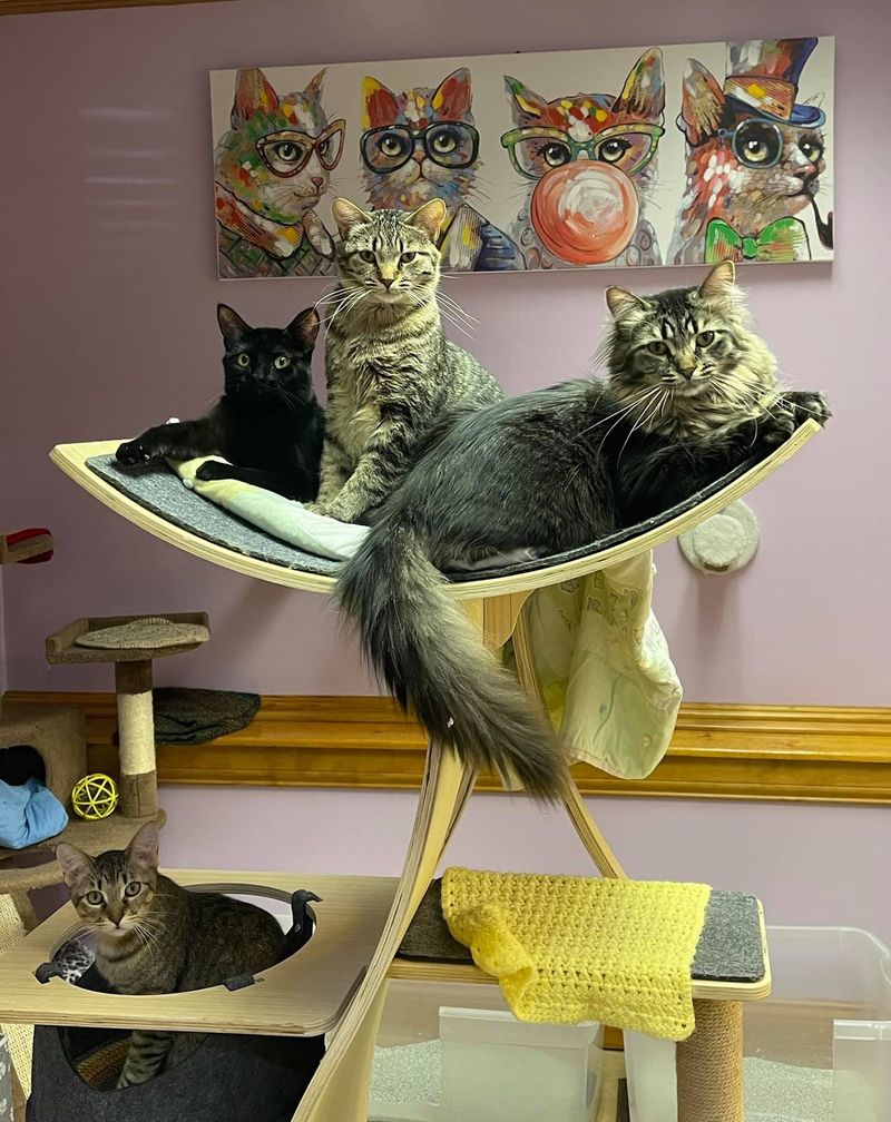 Matching Cats to Families - A Skill the Staff Has Truly Mastered Matching Cats to Families - A Skill the Staff Has Truly Mastered