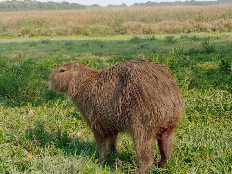 Mburucuyá National Park, Corrientes, Argentina
