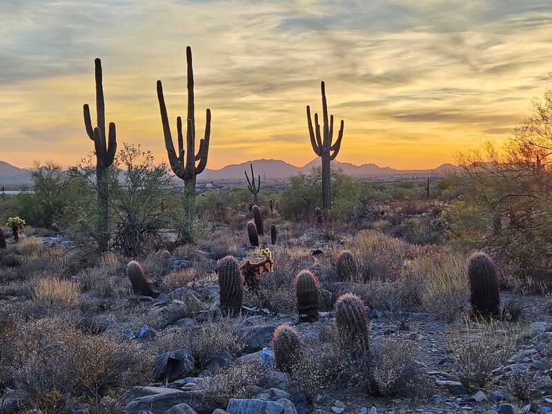 McDowell Sonoran Preserve, Scottsdale, Arizona McDowell Sonoran Preserve, Scottsdale, Arizona