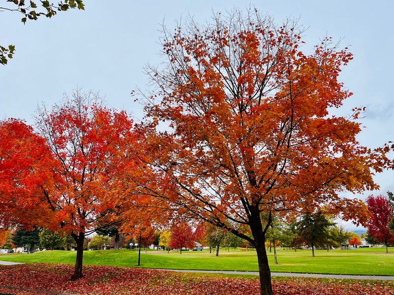McEuen Park, Coeur d'Alene, Idaho
