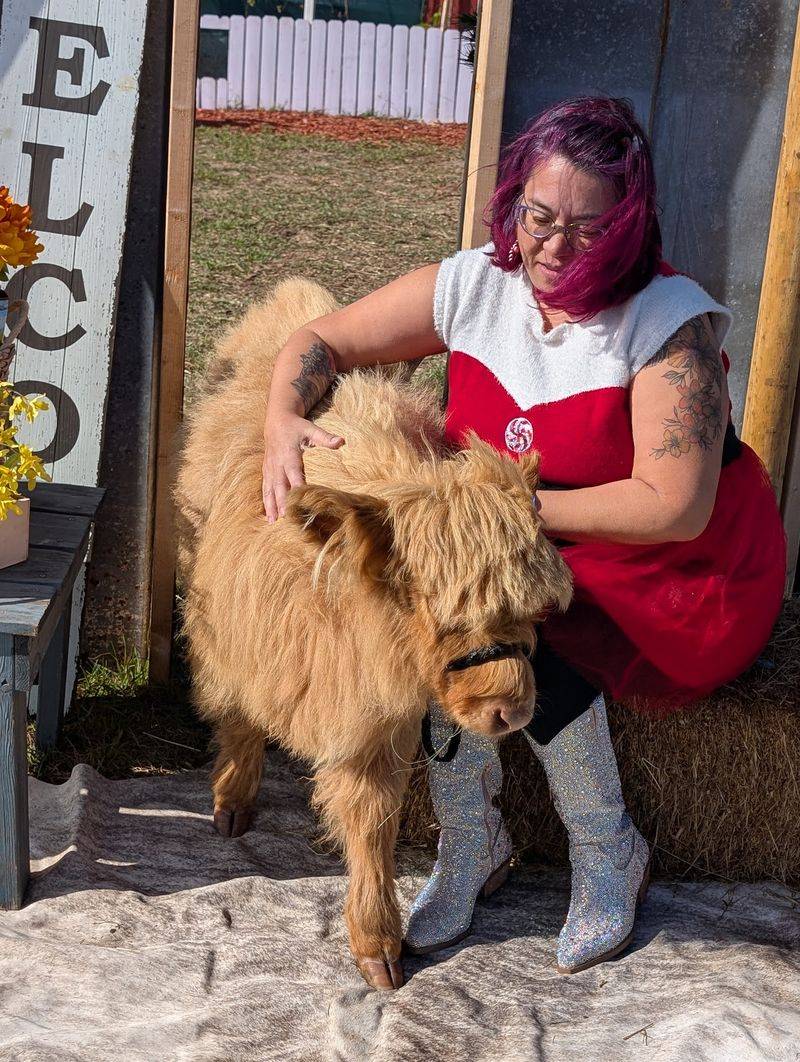 Meet Kristoff the Highland Cow Meet Kristoff the Highland Cow