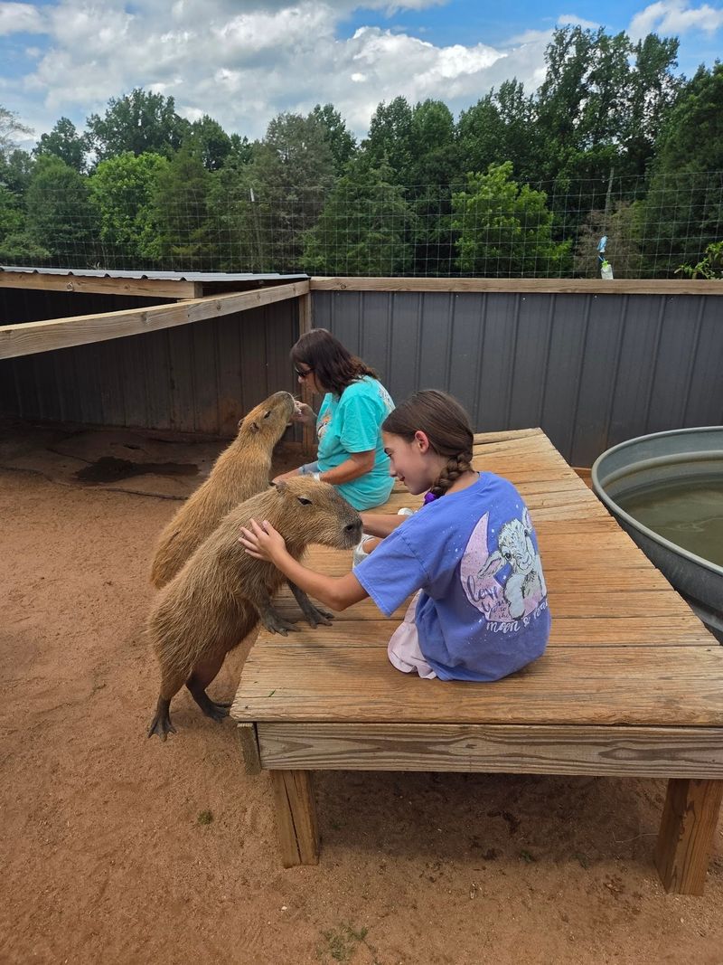 Meet the Capybara, the Gentle Giant of Rodents