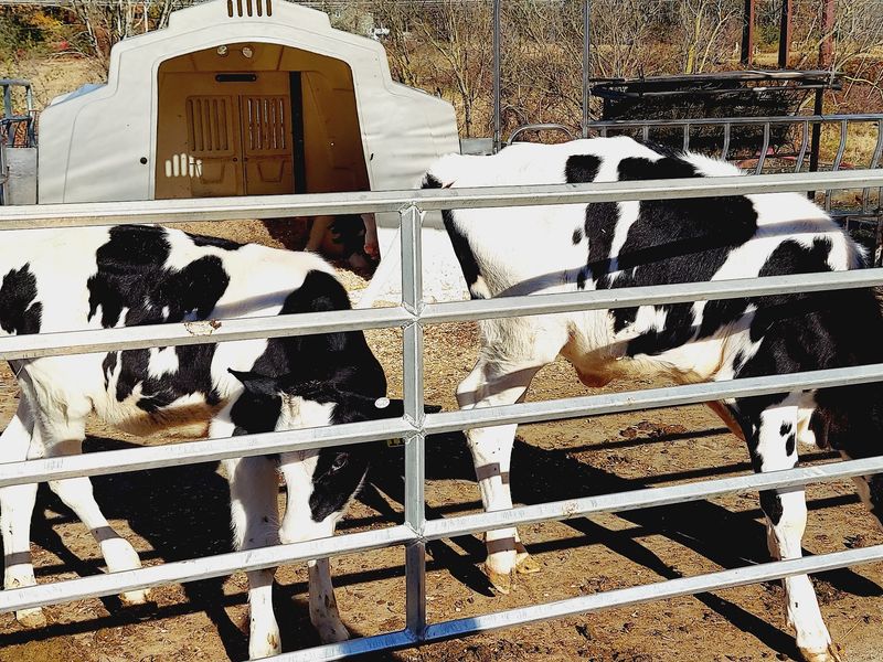 Meet the Cows and Calves Meet the Cows and Calves