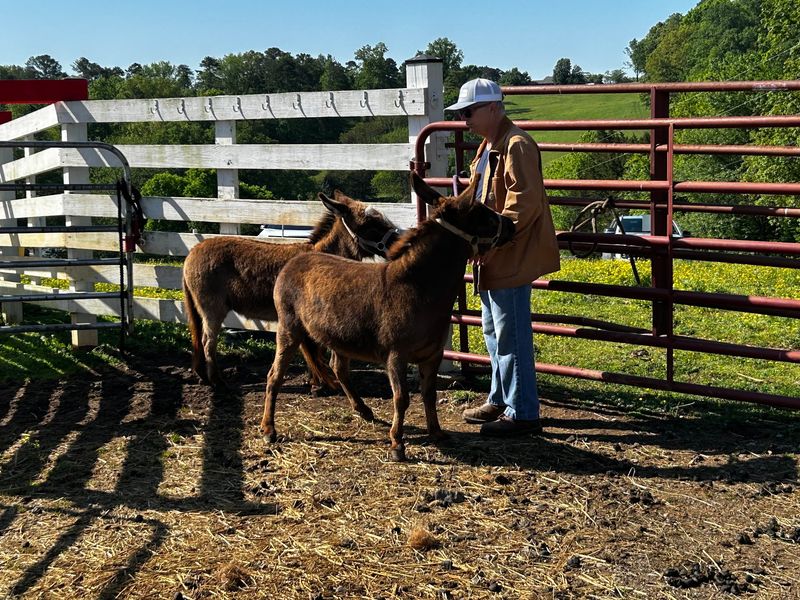 Meet the Donkeys Meet the Donkeys