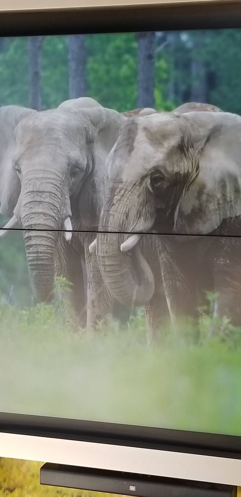 Meet the Elders of the Herd Meet the Elders of the Herd