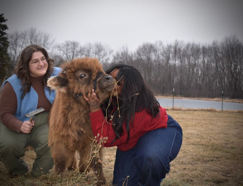 Meet the Herd - Maggie, Mabel, Martin, and Mia Meet the Herd - Maggie, Mabel, Martin, and Mia