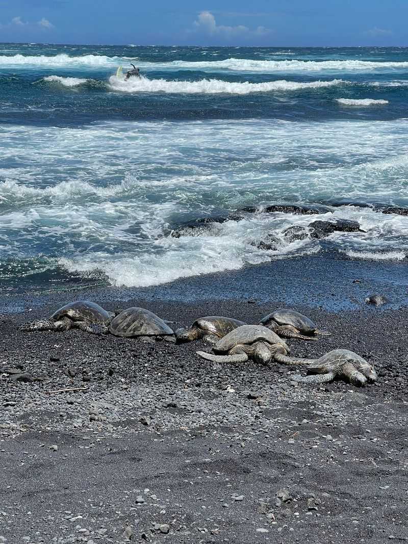 Meet the Honu, the Beach's Gentle Regulars Meet the Honu, the Beach's Gentle Regulars