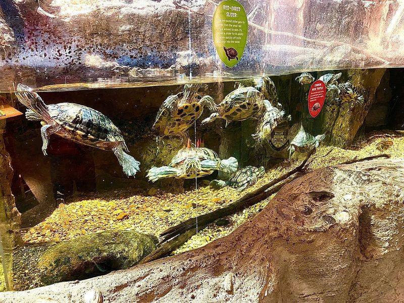 Meet the Live Otters and Turtles Meet the Live Otters and Turtles