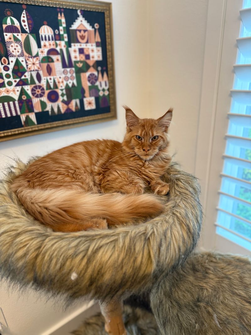 Meet the Maine Coons and Exotic Breeds