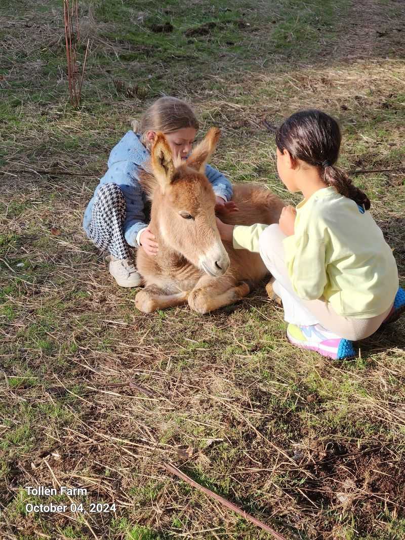 Meet the Minis for Every Kind of Visitor