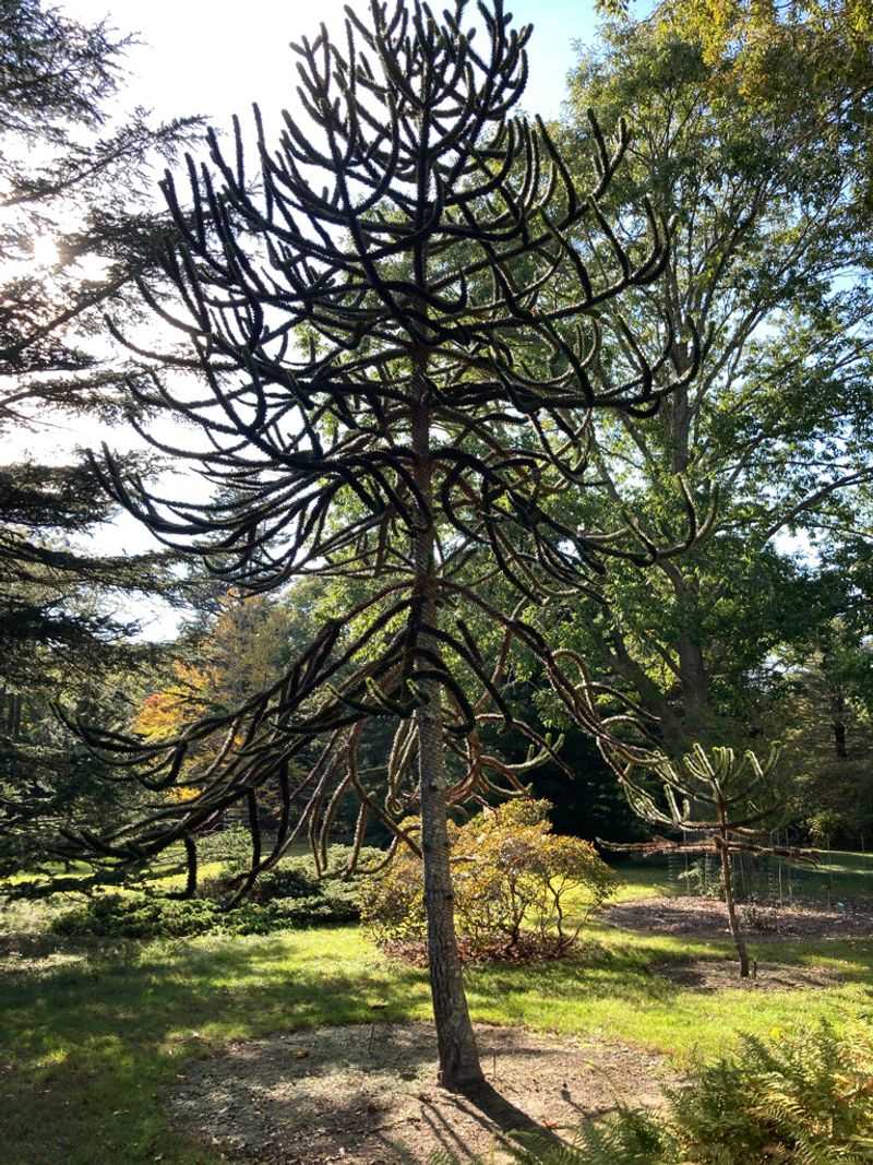 Meet the Monkey Puzzle Tree