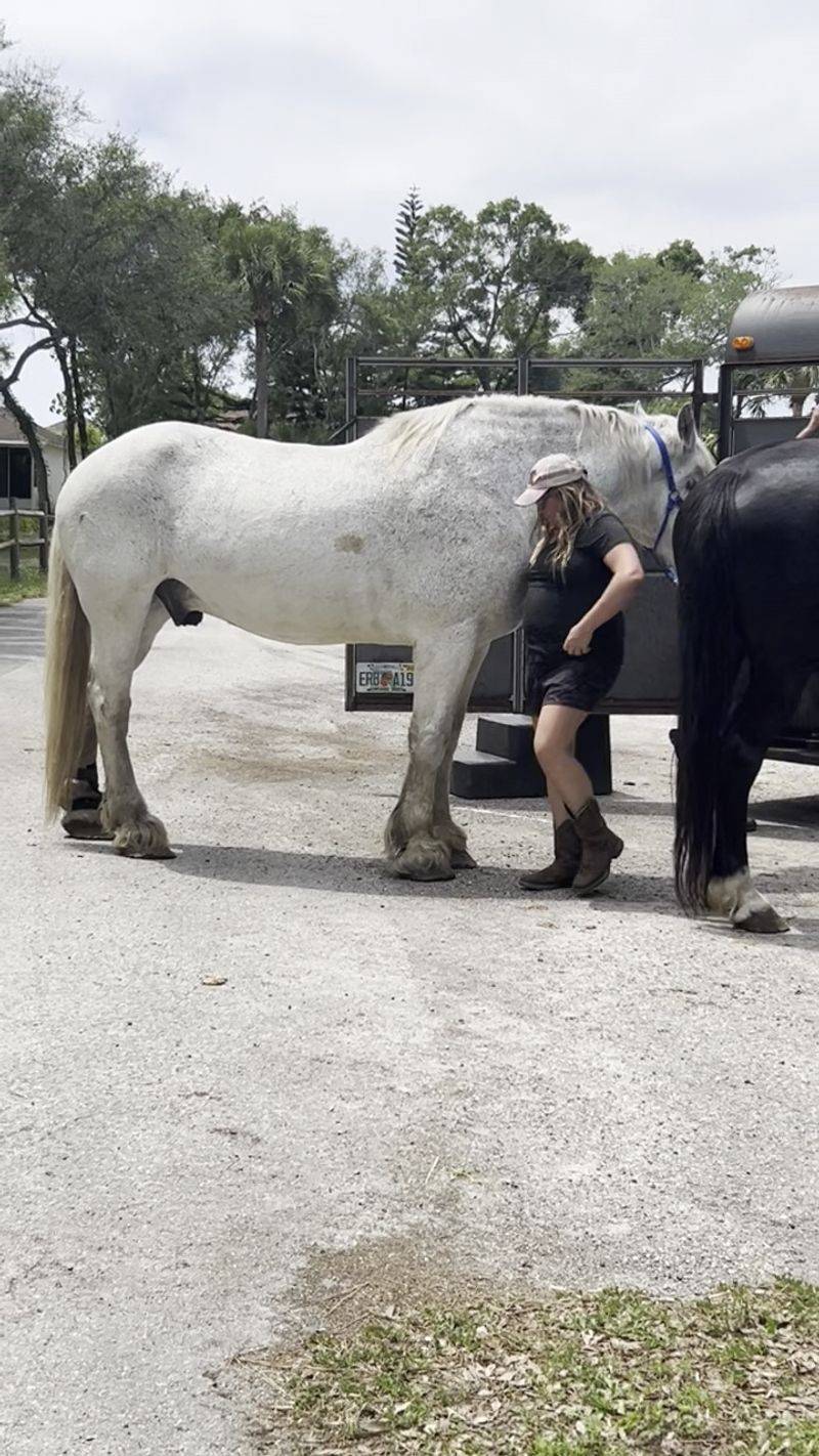 Meet the Sweet Horses by Name