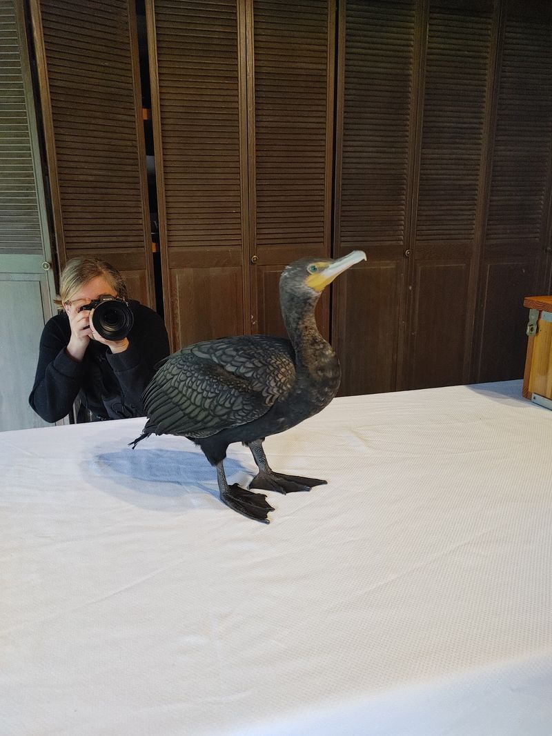 Meeting Cormie the Cormorant Meeting Cormie the Cormorant