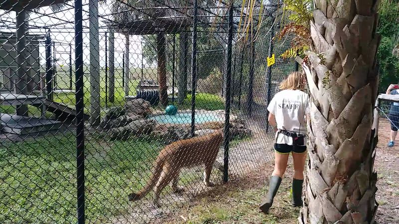 Meeting Florida's Big Cats Up Close Meeting Florida's Big Cats Up Close