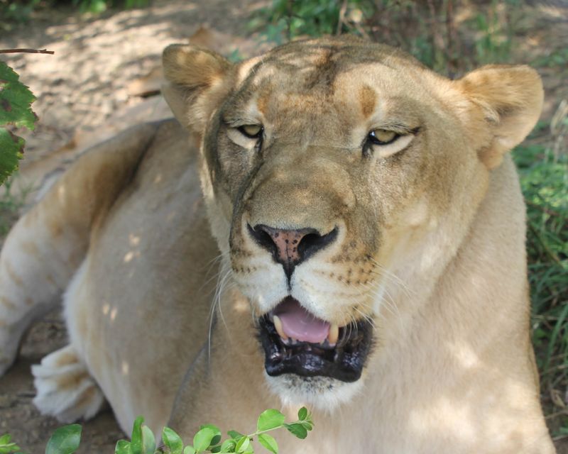 Meeting Roman the Lion and His Fellow Cats Meeting Roman the Lion and His Fellow Cats