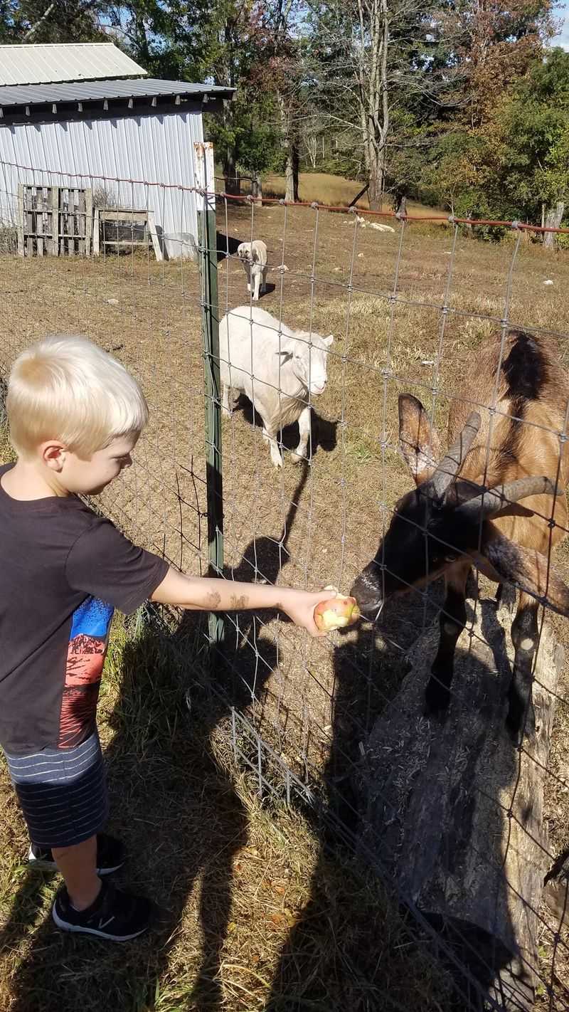 Meeting The Farm Animals Meeting The Farm Animals