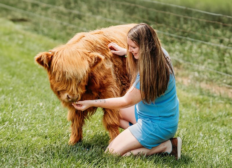 Meeting The Highland Cows Up Close