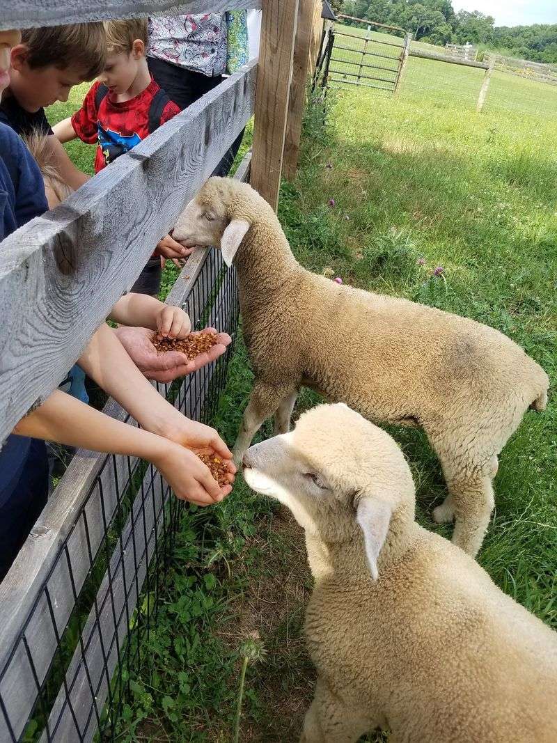Meeting the Animals Who Call This Farm Home Meeting the Animals Who Call This Farm Home
