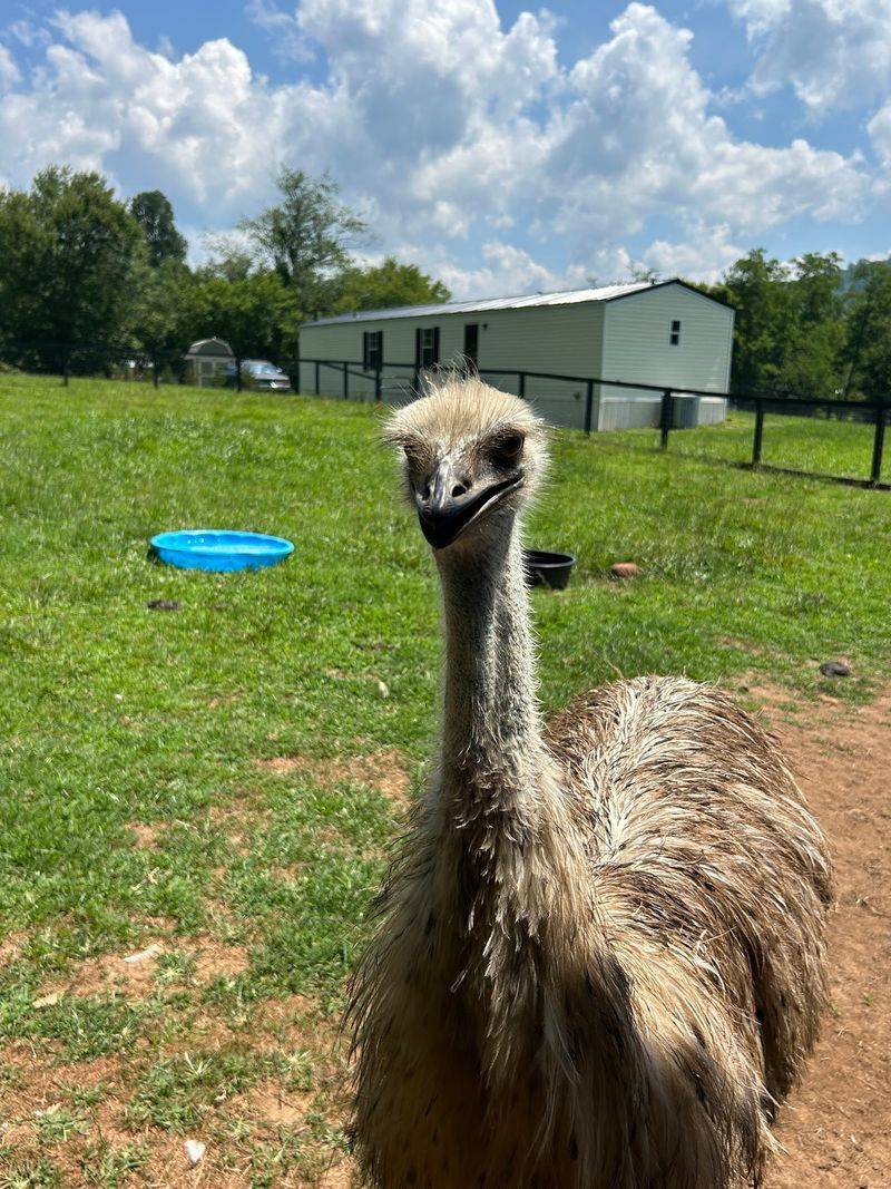 Meeting the Curious Emus Meeting the Curious Emus
