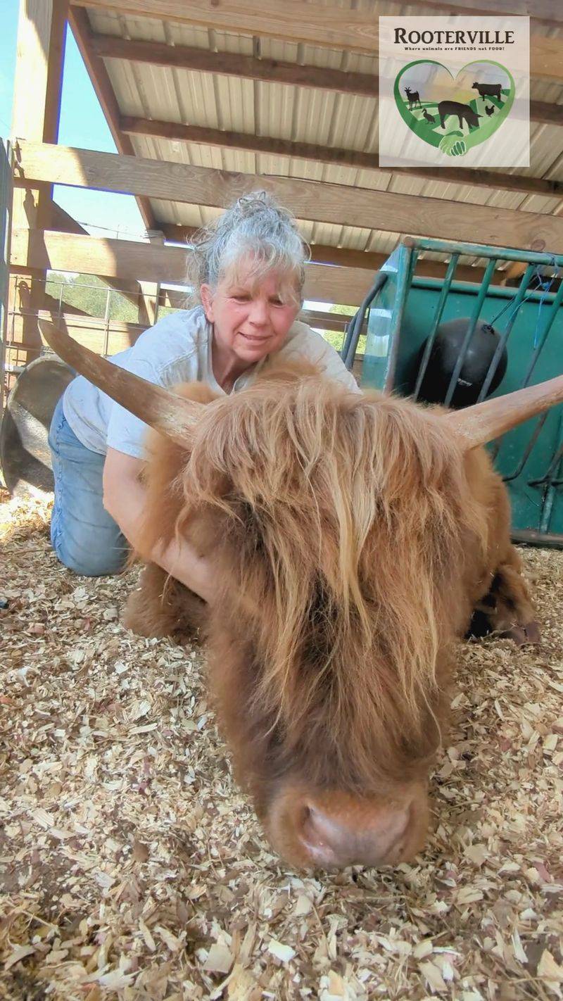 Meeting the Famous Highland Cows Meeting the Famous Highland Cows