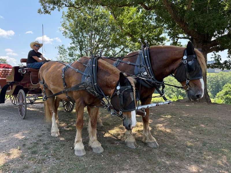 Meeting the Well-Loved Horses Meeting the Well-Loved Horses