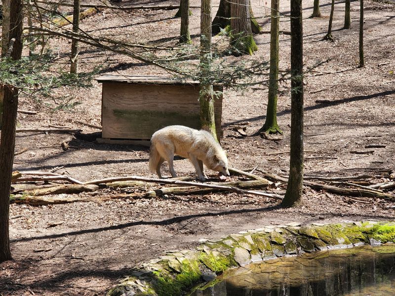 Meeting the Wolves Face to Face