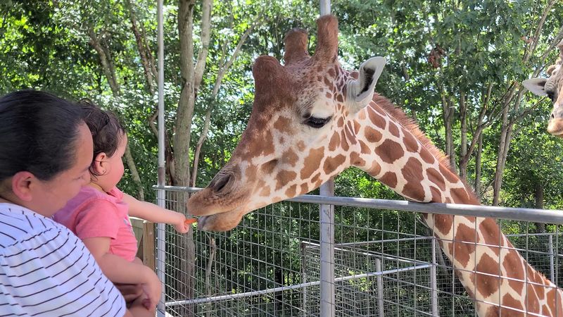 Melvin and the Giraffe Feeding Deck Melvin and the Giraffe Feeding Deck