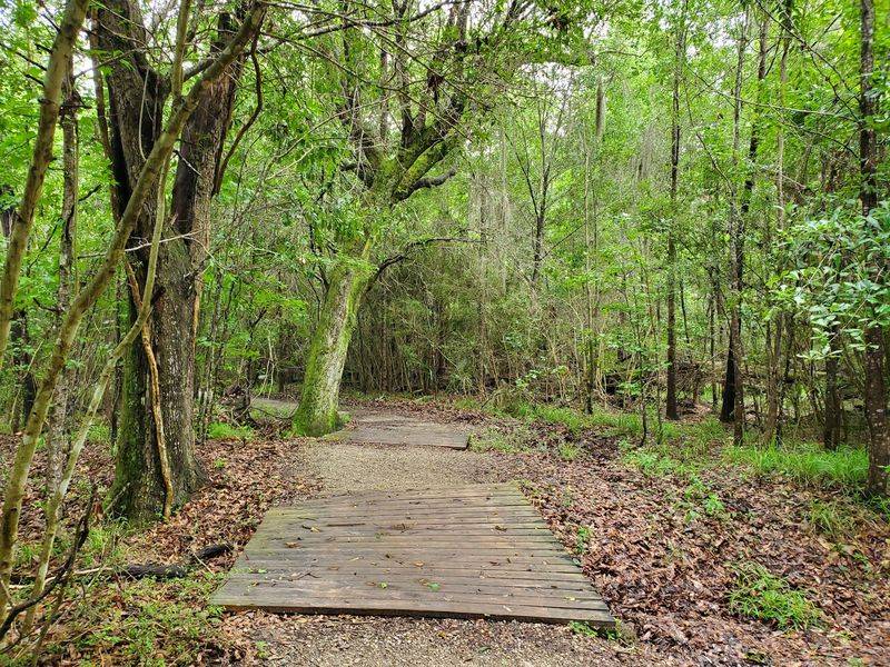 Miles of Bike Trails and the Tammany Trace