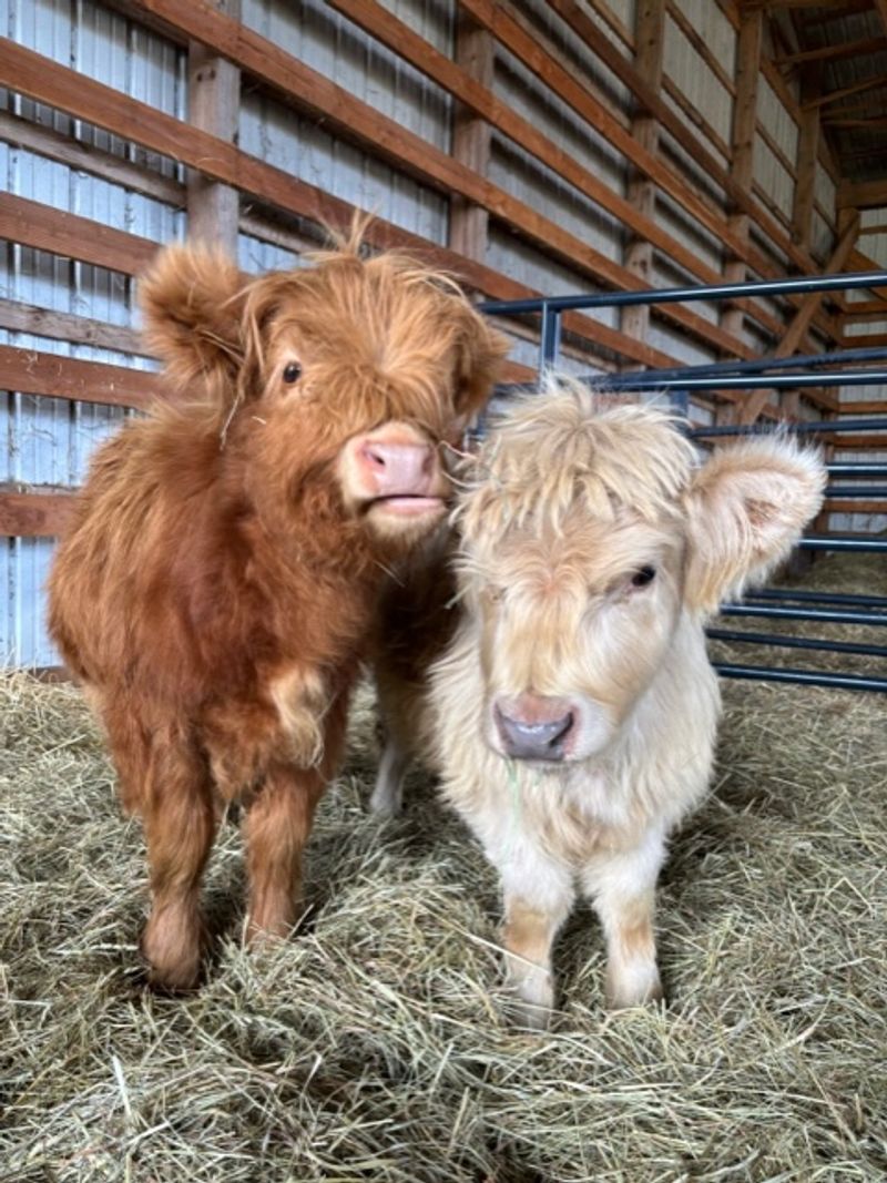 Mini Highland Cows As The Main Event Mini Highland Cows As The Main Event