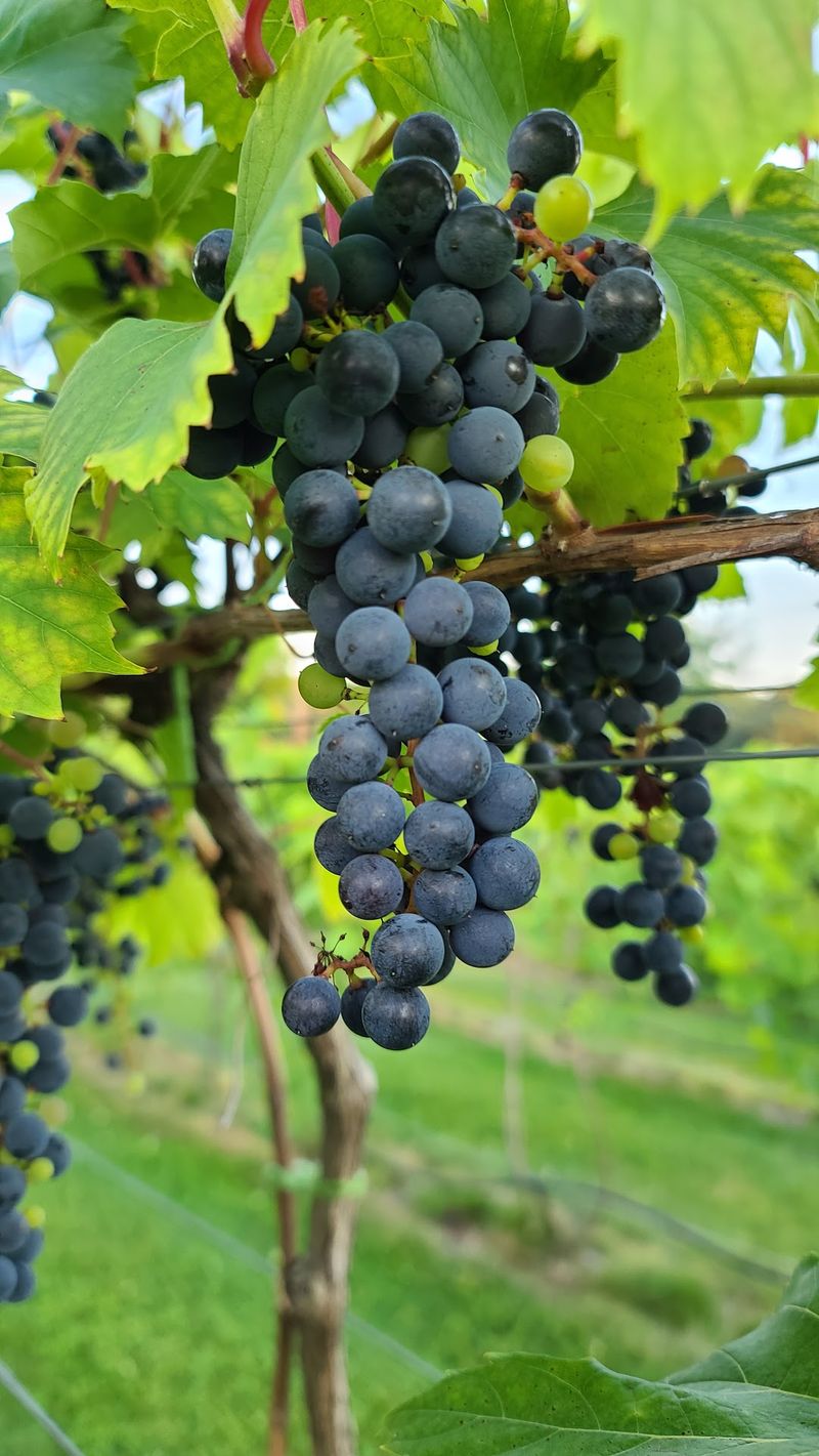 Minnesota Grapes That Actually Taste Remarkable Minnesota Grapes That Actually Taste Remarkable