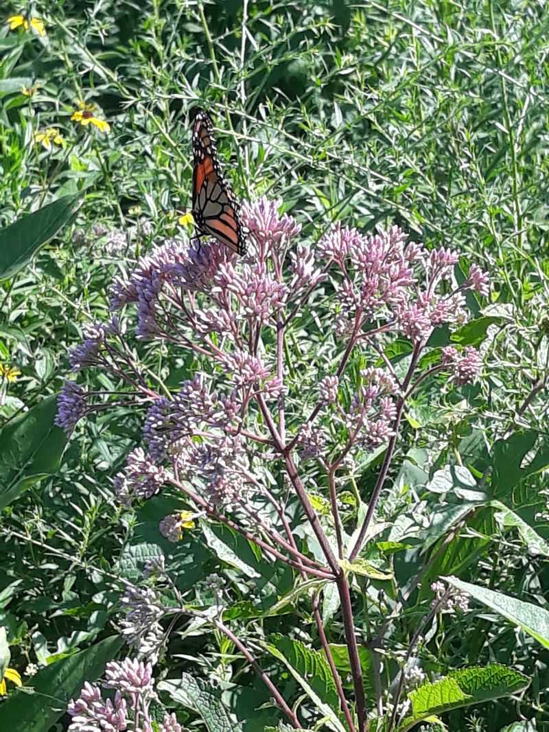 Monarchs, Milkweed, And A Garden Path