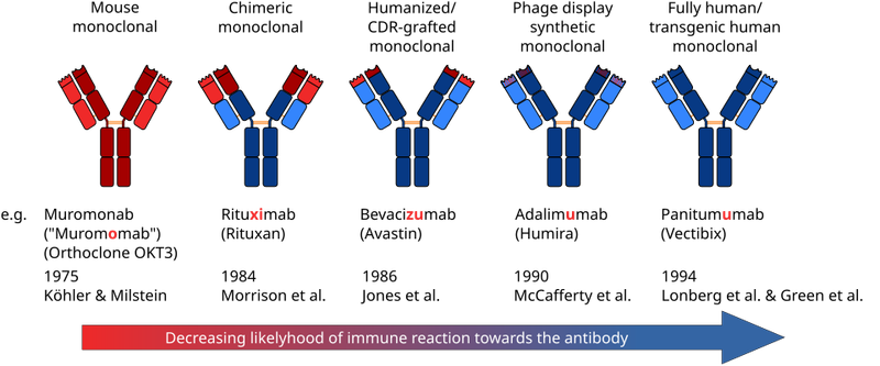 Monoclonal Antibody Therapy Monoclonal Antibody Therapy