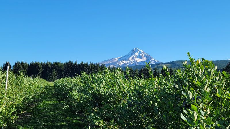 Montavon's Berries, Mt Hood, OR Montavon's Berries, Mt Hood, OR