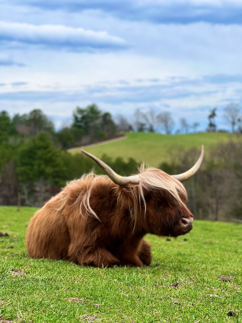 Montgomery Sky Farm, Leicester, NC