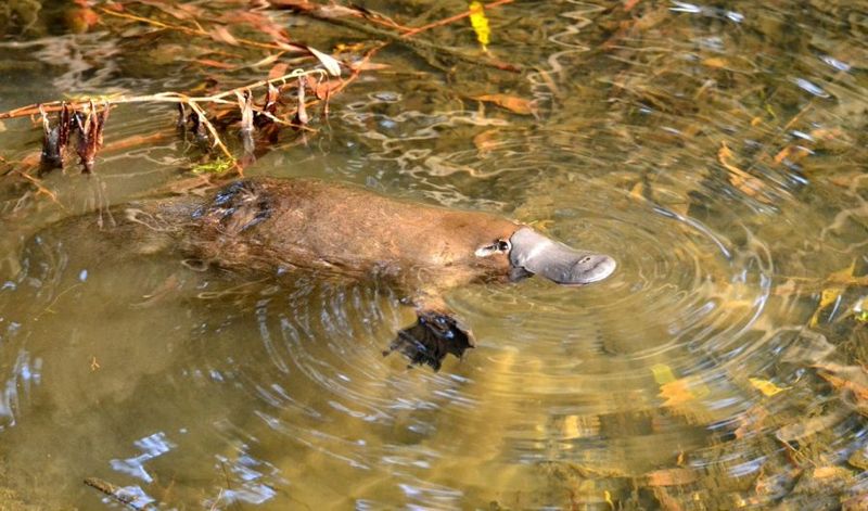 More Platypuses Were Added to Strengthen the Population