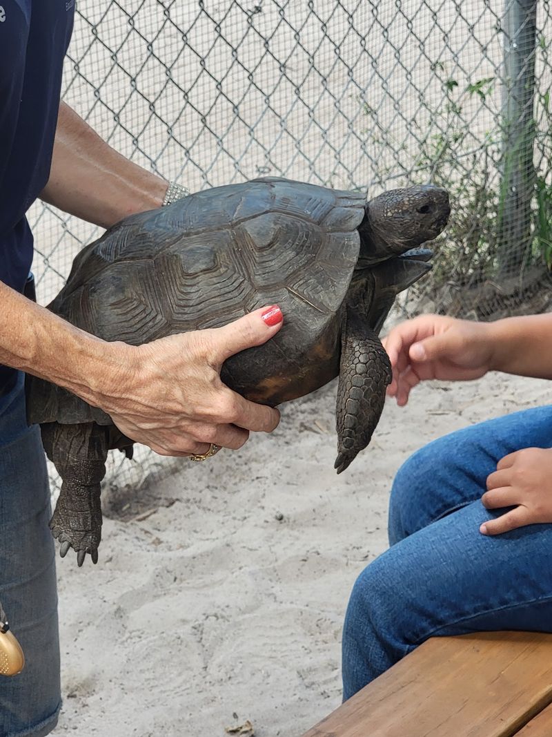 More Than Wolves: A Cast of Rescued Animals More Than Wolves: A Cast of Rescued Animals