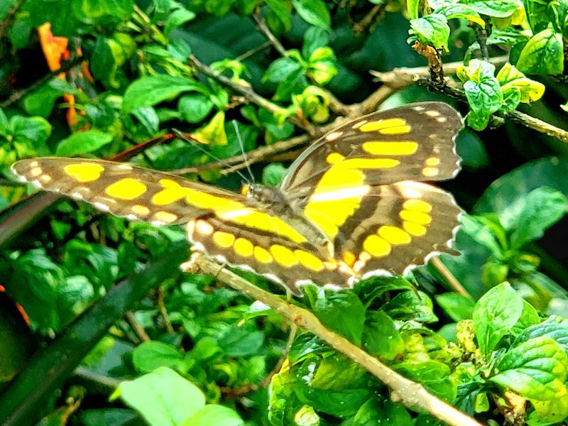 More Than a Thousand Wings in Flight