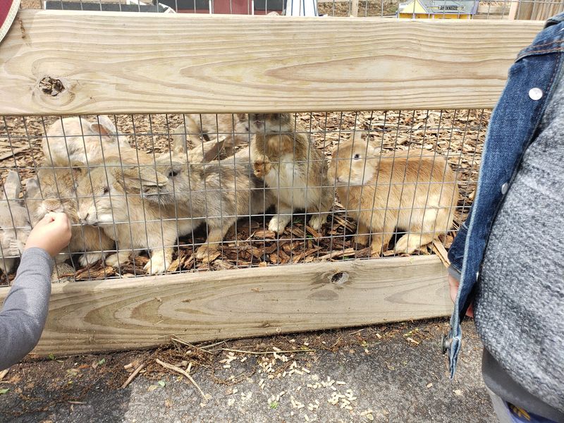 More animals beyond the goats