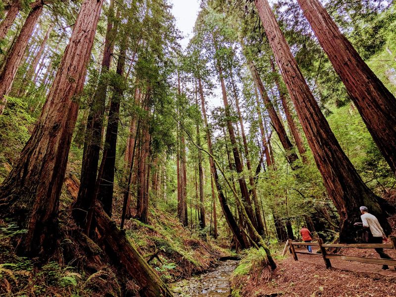 Mount Tamalpais State Park, San Francisco Bay Area, California Mount Tamalpais State Park, San Francisco Bay Area, California