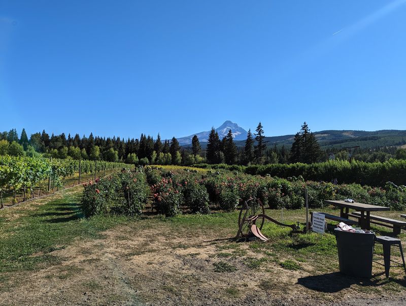 Mt View Orchards, Mt Hood, OR