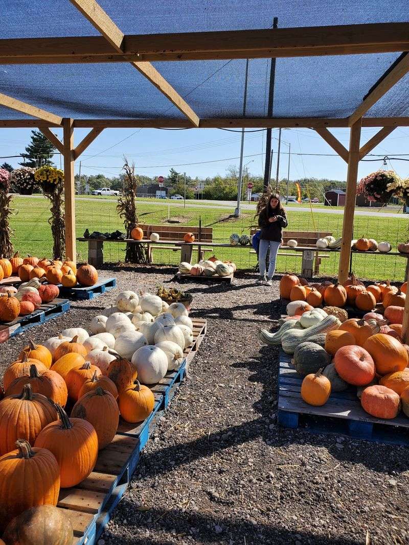 Mums And The Fall Pumpkin Patch Mums And The Fall Pumpkin Patch