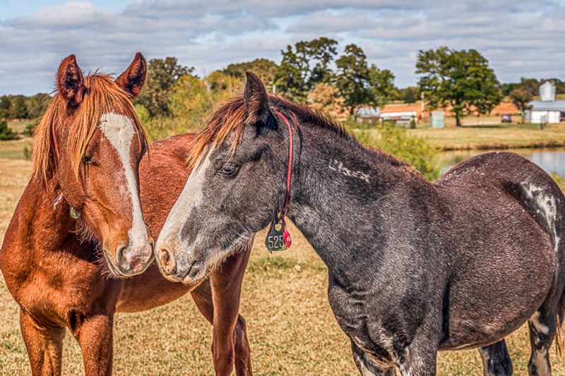 Mustang Adoption Events - A Unique Opportunity Mustang Adoption Events - A Unique Opportunity