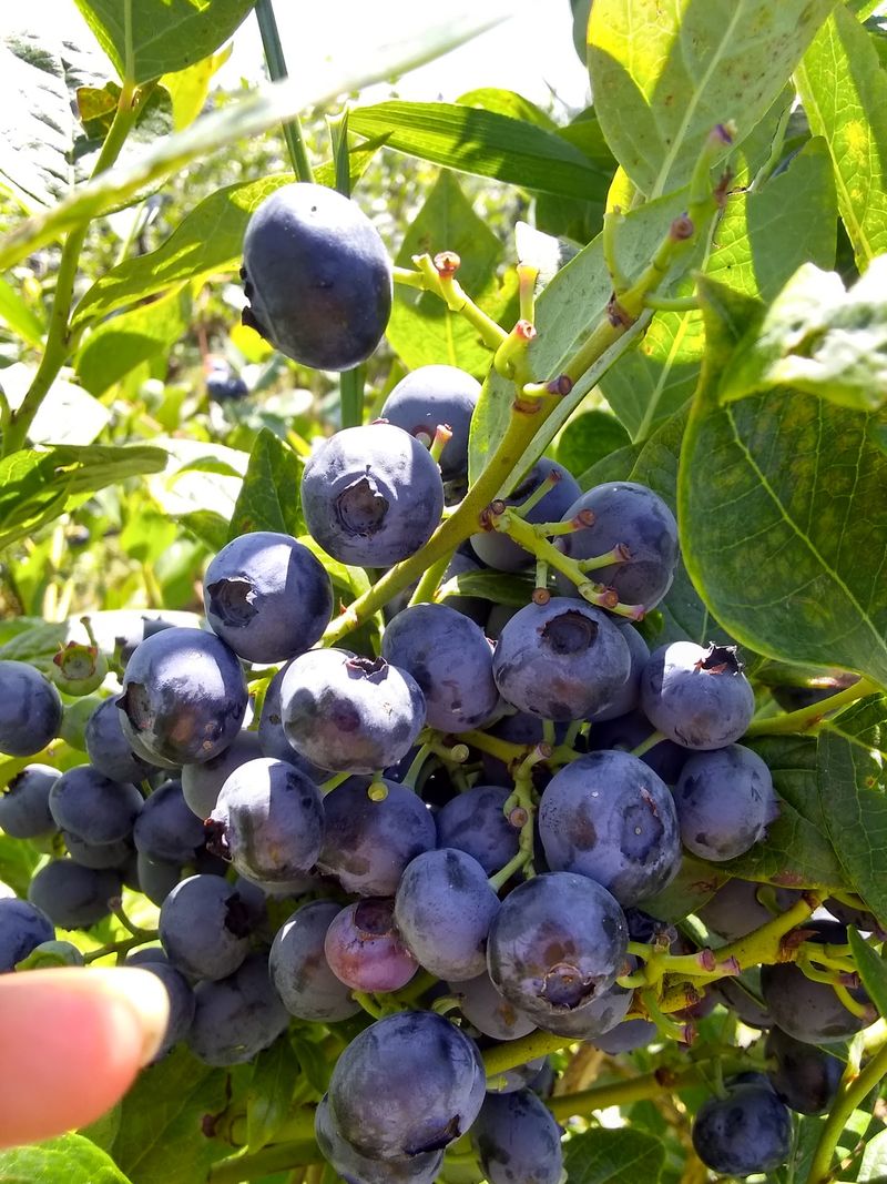 Nappe Farms- U Pick Blueberries, Boring, OR Nappe Farms- U Pick Blueberries, Boring, OR