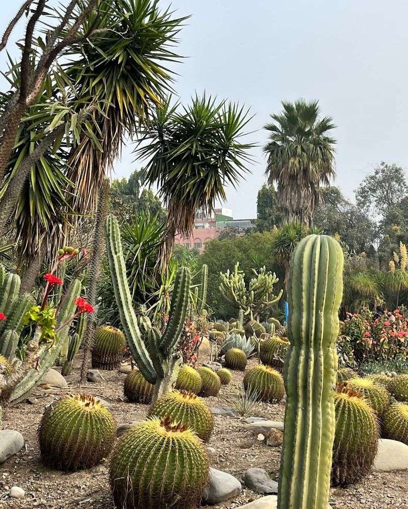 National Cactus and Succulent Botanical Garden and Research Centre, Panchkula, India National Cactus and Succulent Botanical Garden and Research Centre, Panchkula, India