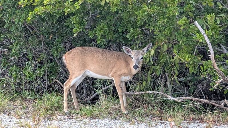 National Key Deer Refuge Nature Center, Big Pine Key, FL National Key Deer Refuge Nature Center, Big Pine Key, FL