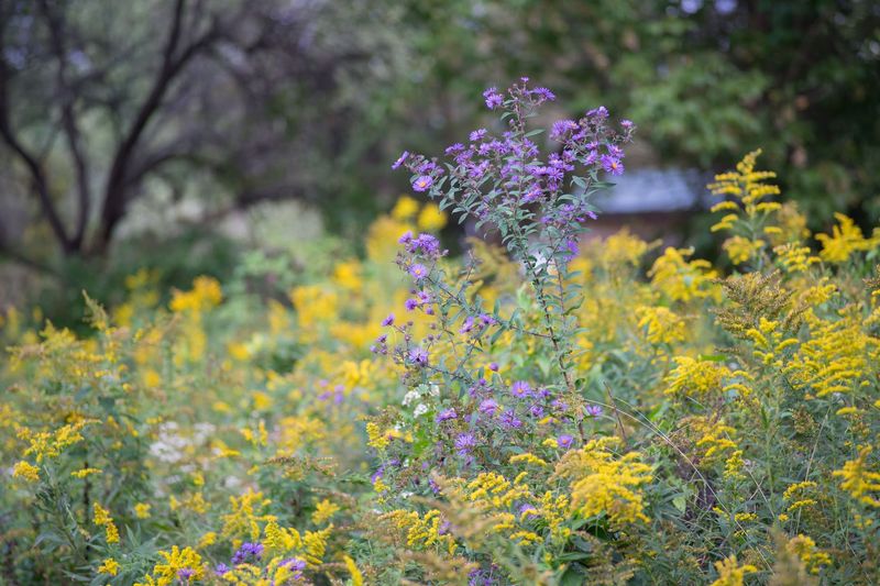 Native Plants: The Quiet Engine of the Ecosystem